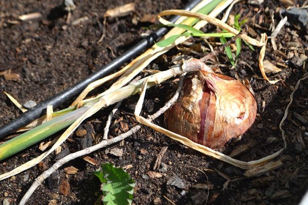 Кракен 13 ат